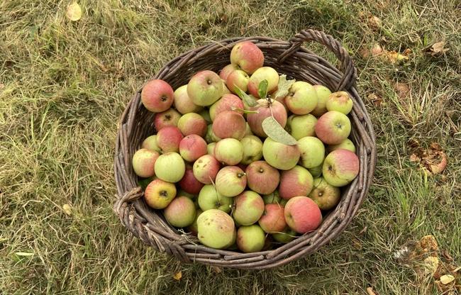 Apfelernte fürs Streuobstwiesenfest
