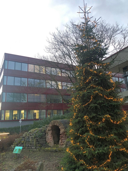 Weihnachtsbaum vor dem Bornheimer Rathaus