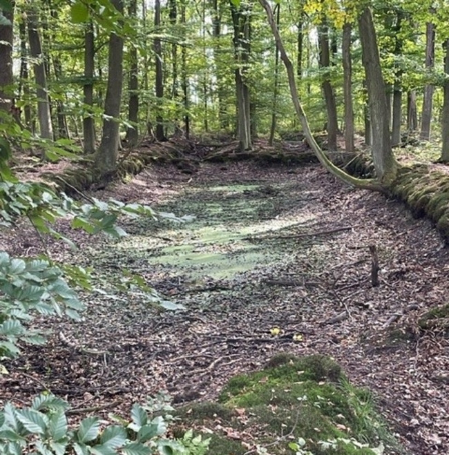 Entwässerungsgraben im Bornheimer Wald