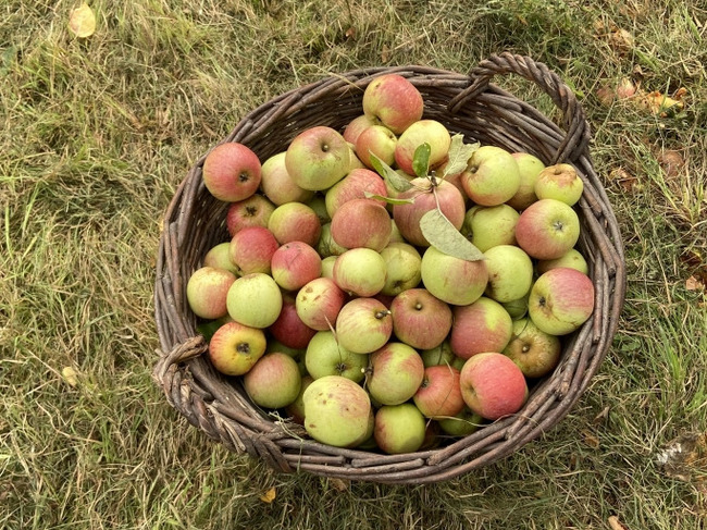 Apfelernte für Streuobstwiesenfest 2023